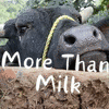  More Than Milk